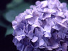 【６月】北鎌倉紫陽花めぐり※定員のため、募集は終了しました。